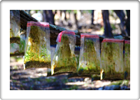 Austin Nature Classes
